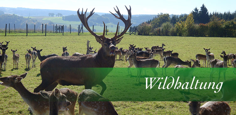 Wildhaltung auf dem Giglerhof